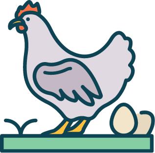 Broiler Poultry Farming (500 Bird Capacity)